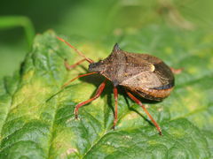 Picromerus bidens